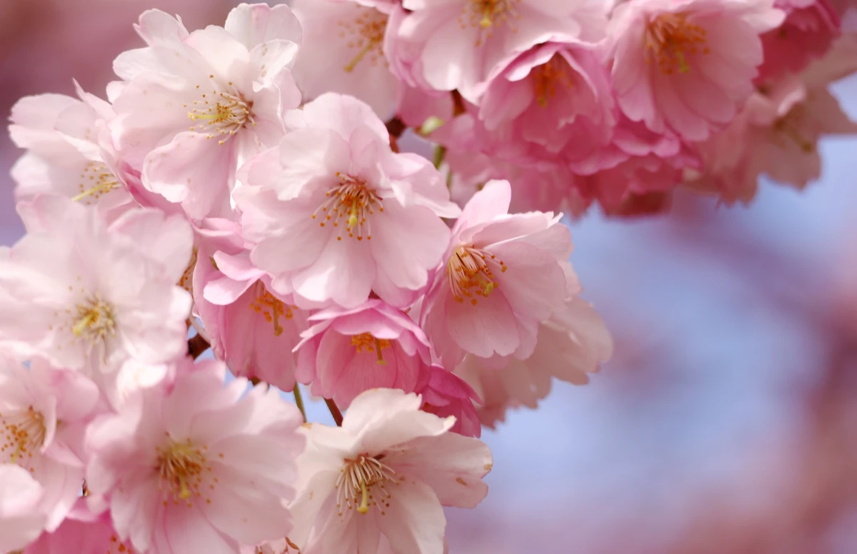 Изображение к статье: До +25 и грозы: длинные выходные в Латвии будут почти летними