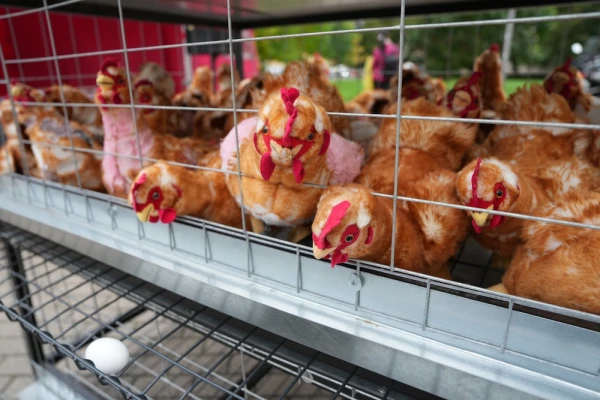 Несколько десятков человек у Сейма протестовали против содержания кур-несушек в клетках