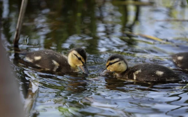 Изображение к статье: Первый день мая будет самым теплым, но и самым прохладным одновременно