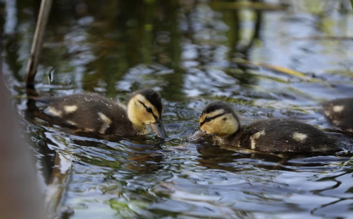 Изображение к статье: Первый день мая будет самым теплым, но и самым прохладным одновременно