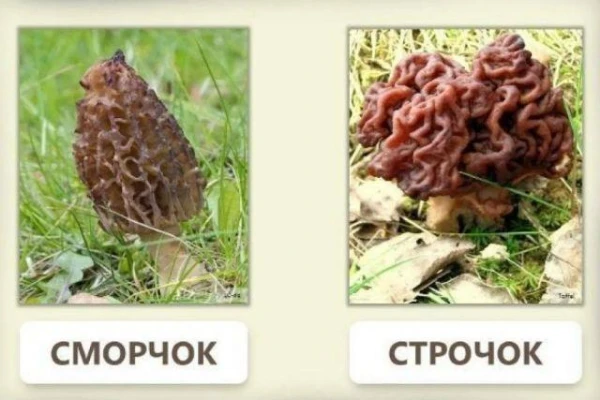 Как различить ядовитые строчки и съедобные сморчки?
