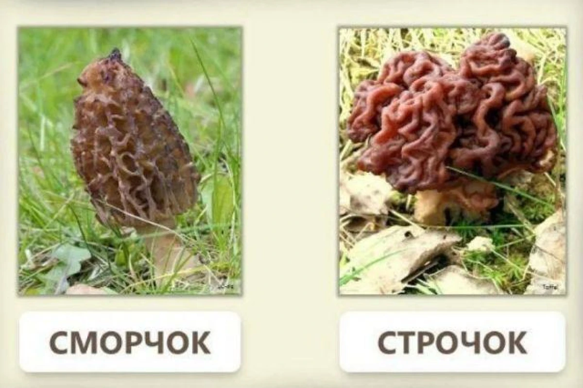 Изображение к статье: Как различить ядовитые строчки и съедобные сморчки?