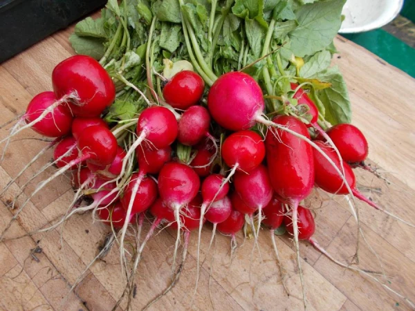 Изображение к статье: Как правильно подкормить редис после появления всходов: советы для дачников