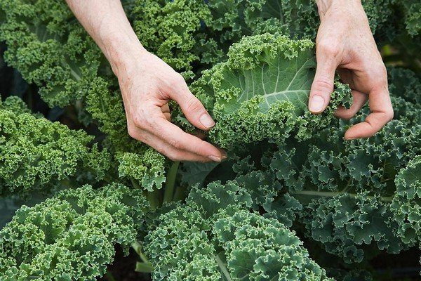 kale.jpg