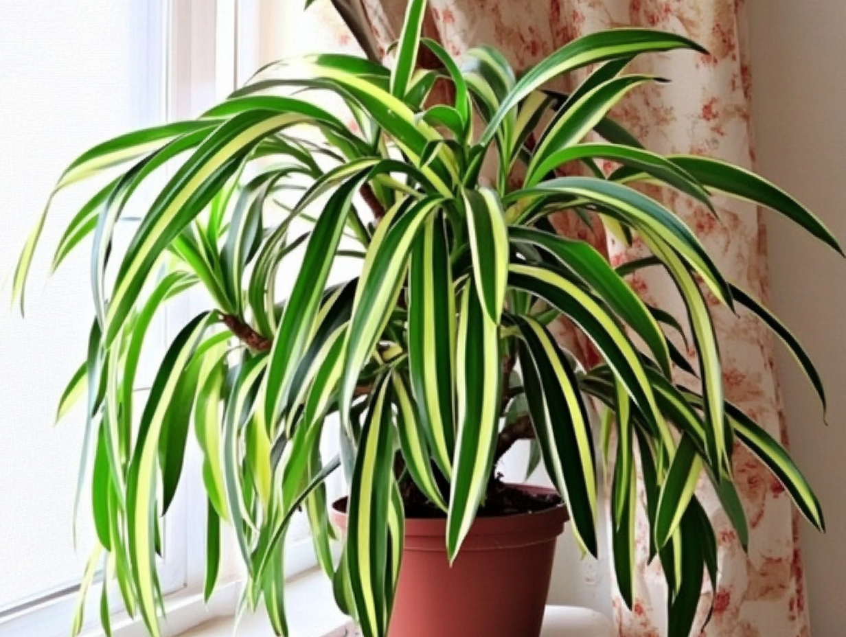u5768185792_dracaena_in_the_room_as_in_the_real_photo_--ar_43_265f867d-cb03-4e27-baaf-056a8795790b_0.png