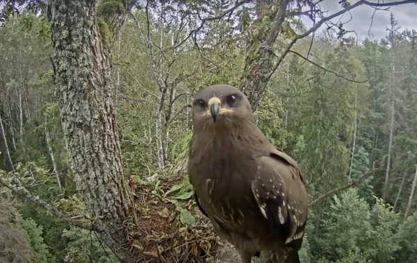 Сезон гнездования малых подорликов подходит к концу