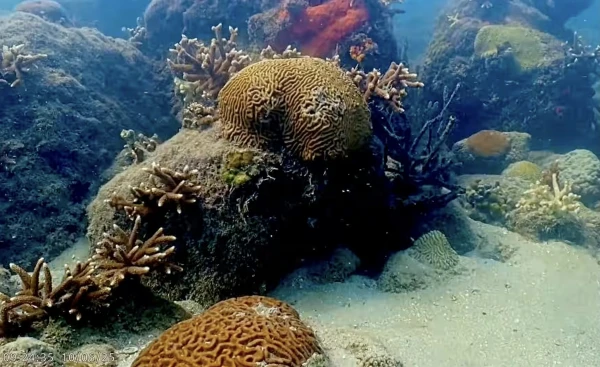 Самая длинная подводная съемка в мире раскрывает тайну исчезающего вида